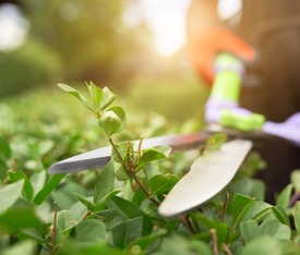 Zelfstandig Hovenier (loondienst of ZZP) regio R'dam en Hoekse waard