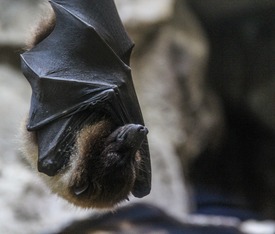 Veldwerker – Regio Randstad